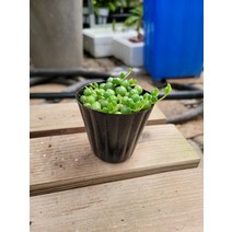 5~10cm 15 콩난녹영 미니소품, 1개