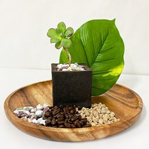 커피박 화분 DIY 커피 찌꺼기 화초 심기 교육 체험 키트 세트, 01.부용