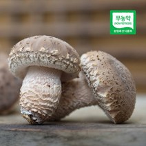 [생산자직송] 초정 무농약 송화고버섯 1kg(혼합), 단품