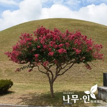[나무인] 배롱나무(목백일홍) 개화주 지름5cm (차량배송)