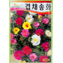 식물의집 겹채송화 꽃씨앗 씨