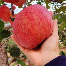 청송사과 부사(정품3호) 5KG 대과 (14과~16과 내외)