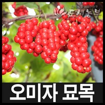 오미자/오미자묘목/오미자나무묘목/4년생/도시농부, 오미자 4년생*분 1주