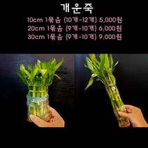 [수초아쿠아] 개운죽 10cm 20cm 30cm 초보수초 인기수초 구피 새우 은신처 어항수초 수초맛집 득템수초 수경식물 공기청정 미세먼지 식물, 30cm 1묶음