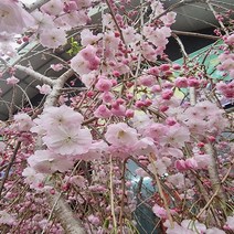 착한가격 나무생각 수양 분홍겹벚나무 R2(개화주), 주