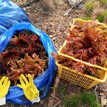 유기농 가죽나물 1kg 2kg 23년 가죽나무 순 못난이 참죽나물, 못난이 가죽나물 1kg(20-25cm)