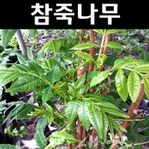 참죽(참중) 나무 묘목 실생2년 뿌리 특묘 5개/특용수/약용수