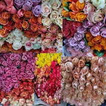 데일리꽃 랜덤 장미 생화 1+1 농장직송, 1+1상품