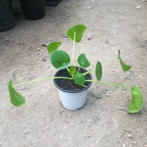 필레아페페 (최상급), 1개
