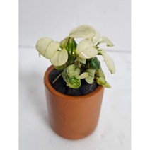 아누비아스 나나 핀토(화이트나나) 1포트 / 활착 음성수초 구피수초