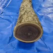 원형 통나무 원목 컵받침 우드 티 코스터 다릅나무 나무토막 장작 반제품 길이 60cm, 껍질벗김