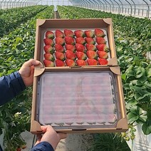 농협공판장 정성드린 설향 딸기 750gx2팩/안전배송