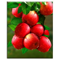 FASEN diy보석십자수 캔버스 형액자 세트 40cm x 50cm, AYW-1붉은 사과