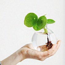 펫플랜트 필레아페페 수경재배 세트(필레아페페+코르크유리화병+대나무티홀더받침대), A01필레아페페+코르크유리화병+대나무티홀더받침대, A01대_티홀더(연베이지)