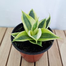 하니 산세베리아 키우기 쉬운 실내 공기청정식물, 단품, 본상품선택, 1개
