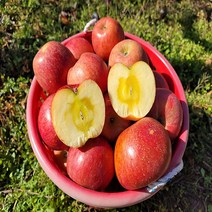 미스터 껍질째먹는 꿀사과 부사 가정용 흠집사과 못난이사과 5kg 10kg, 10. 대과 10kg (20-29과)