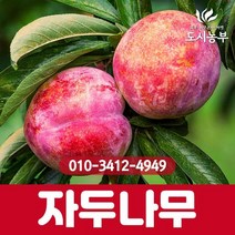 자두/로얄대석/10주묶음/1등묘/자두나무/로얄대석자두/자두나무/과일/유실수/조경수/나무/묘목/도시농부