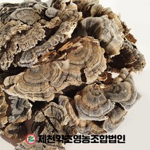 국산 운지버섯 500g 제천약초영농조합, 1, 500