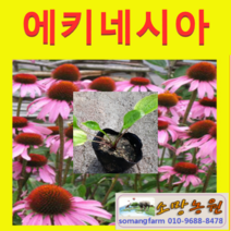 (GS소망)에키네시아 모종(4치 포트) 5개 색상랜덤