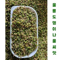 울릉도 명이나물씨앗 400g(4 500립 내외), 1세트