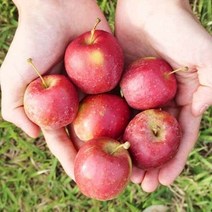 경북 영천 알프스오토메 미니사과 2kg 특 174768