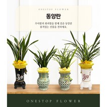 동양란 개업 승진 축하화분 인테리어화분 동양난, 동양란 - 황용관(투각분), 서울특별시/광역시/경기구단위 (배송비X)