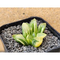 하월시아/수금-2732 아프리카농장