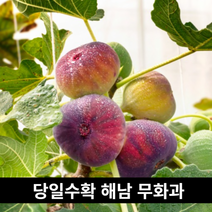 해마다농산 무화과 (8 선물세트 추석 10과) 제철과일 해남 750g 결혼식 부모님 달콤한 선물용 명절 900g, 상세페이지 참조