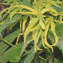 일랑일랑(3rd) EO 천연 에센셜 오일 10ml 50ml 100ml 500ml 1L