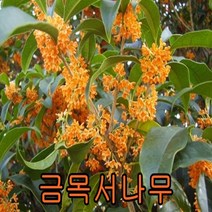 금목서나무 삽2년생+은목서5 총10그루(키20cm내외) 꽃나무 유실수 조경수 묘목 금목서나무