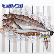 자갈치아재 냉동 명태 1.6kg 통명태 3마리