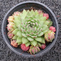 봄의정원 아스트리드 바위솔, 1개