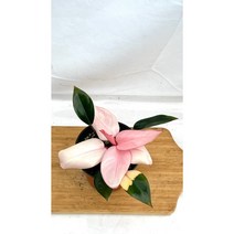 [골든플랜트] 핑크콩고 필로덴드론 실내공기정화식물 플랜테리어, 1개