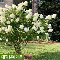 목수국(나무수국) 키100cm내외 흙분 개화주 꽃나무 여름꽃, 목수국 키100cm내외 흙분 (개화주)