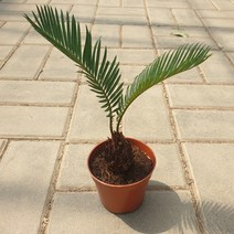 미니소철 소품 소철 반려식물 인테리어 식물, 1개