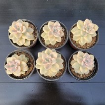 꽃다리 살구미인금 89~94번 다육식물 다육이 아이만배송, 92