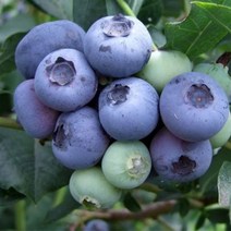 블루베리 나무 묘목 듀크 삽목4년 결실주(분) 1개