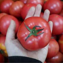 인기 많은 토마토 추천순위 TOP100 상품들을 확인해보세요