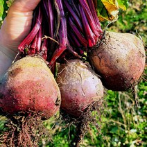 백운산 햇 레드비트 무선별 3kg, 1개
