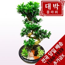 대박플라워 가지마루 개업화분 집들이선물 실내인테리어화분 공기정화식물 관엽식물 꽃배달
