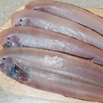군산 서천 반건조 황금 생선 박대 서대 구이, 군산 반건조 대박대(32~33cm) 6미