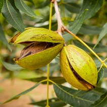 서양호두나무 묘목 / 접1년생 / 피칸 (케이프피어) 일반호두보다 맛과영양이 한수 위 FT214