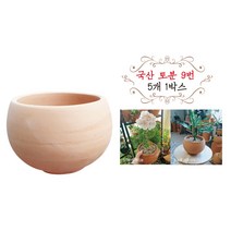 금란의 정원 국산토분 9번 5개