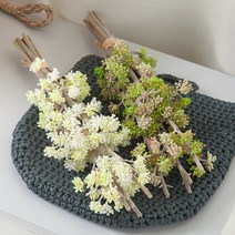 베라세덤번들10개입o 35cm 조화 장식 소품 FAIAFT, 크림