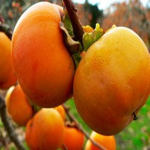 묘목/ 감나무 태추단감/접목1년특묘/2주묶음 kk592, 1개