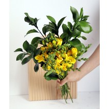 후리지아 노란꽃 꽃배달 싼곳 꽃다발 꽃택배 프리지아, 후리지아 20줄기