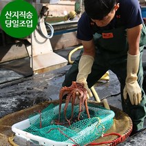 자연산 문어 3Kg 여수 생물 돌문어 당일어획 내일도착