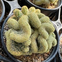 [올식스] 황금사철화, 1개