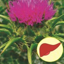 우유엉겅퀴 밀크씨슬 씨앗 작물 품종 산채 종자 100립 종묘사 판매 식물 _ 22092786EA 3bunshop*394582352qR, 본상품선택