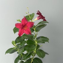 붉은 꽃 만데빌라 식물만 기본마사 동백 나무, 검정화산석, 1개